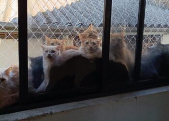 MP pede à Justiça autorização para 'entrada forçada' em apartamento com 400 gatos debilitados em SC