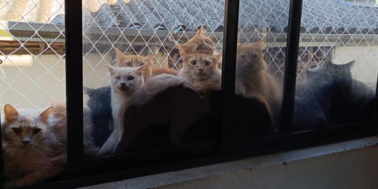 MP pede à Justiça autorização para 'entrada forçada' em apartamento com 400 gatos debilitados em SC