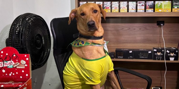 Cão vira ‘funcionário CLT' e viraliza com peripécias flagradas por câmera de mercado em SC; VÍDEO