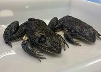 Rã que 'muge como boi' é monitorada após espécie invasora e perigosa ser identificada em Florianópolis