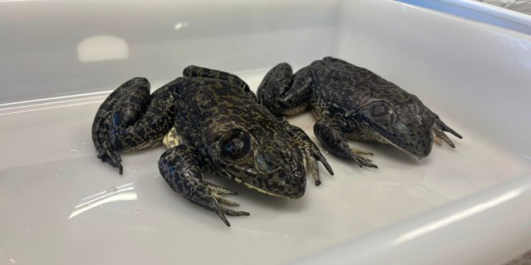 Rã que 'muge como boi' é monitorada após espécie invasora e perigosa ser identificada em Florianópolis