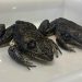 Rã que 'muge como boi' é monitorada após espécie invasora e perigosa ser identificada em Florianópolis
